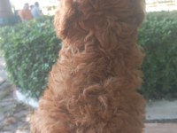 Erkek tuvalet eğitimli teacup kg cm sağlık garantili poodle
