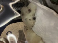 Pomeranian boo yavrular