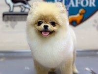 Pomeranian 6 Aylık Dişi