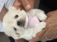 Beyaz pekinez köpeği