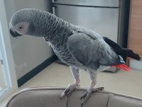 EVCİL KONUŞAN JAKO PAPAĞANI