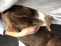 YAVRU AV KÖPEĞİ