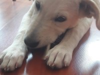 Yavru golden retriever