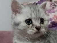 16 NİSAN DOĞUMLU BRİTİSH SHORTHAİR ERKEK YAVRU