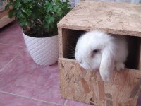 Hollanda lop tavşanı