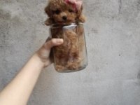 Mersinin gözde poodle yavruları