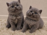 Nadir Suratlı Son Erkek Ve Dişi British Shorthair Yavrumuz