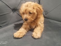 A kalite maltipoo dişi