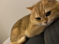İyi bakacak kişi aranıyor kedimiz ücretsiz verilecek