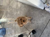 4.5 aylık dişi Maltipoo Yuva Aranıyor
