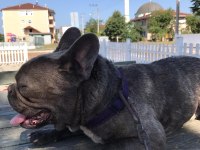 1,5 yaşında french bulldog