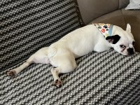 KISIRLAŞTIRILMIŞ FRENCH BULLDOG