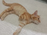 Kediye acil yuva arıyoruz