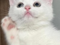 British Shorthair Beyaz Dişi