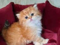 MUHTEŞEM KALİTE GOLDEN BRİTİSH BEBEKLERİM