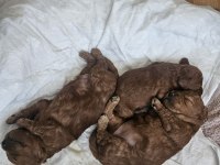 15 Günlük Anne Altından Poodle