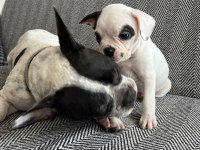 Mecburiyetten French Bulldog Yavrum Son Dişi