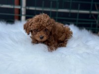 Petmode köpek çiftliğinden kore toy poodle