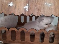 Maviş Gözlü British Shorthair Bebekler