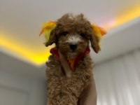 Erkek toy poodle yavrularım aşılı wc eğitimli yaz
