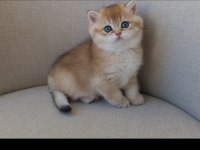 DİŞİ GOLDEN BRITISH SHORTHAIR