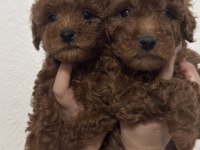 2 ADET ERKEK TOY POODLE 55 GÜNLÜK