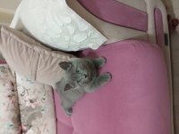 Orijinal british shorthair yavrular