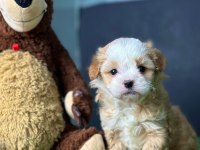Bu güzel maltipoo bebekler sizin olabilir