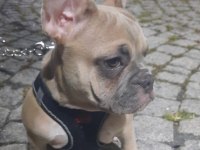 AŞILI FLUFFY ve İSABELLA TAŞIYICI FRENCH BULLDOG KIZIMIZ