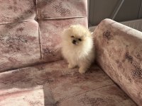 Kartopu pomeranian boo yavrumuz