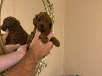 Kore Poodle