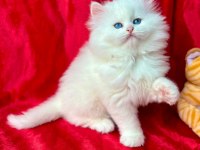 50 günlük british longhair cinsi erkek ve dişi yavrular
