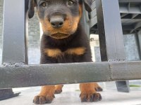 Şecereli anne baba kaliteli rottweiler yavrular