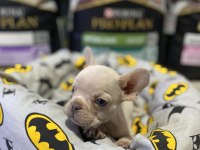 Egzotik mavi gözlü french bulldog bebek
