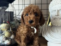 Red Brown Poodle Dişi Erkek Yavrular