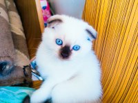 Scottish Fold ve British Shorthair Erkek/Dişi Yavrular