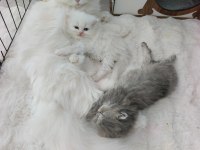 Ücretli Yeni Ailesini Arayan Tatlı Patiler