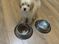 2.5 aylık maltipoo