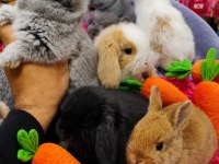 Cüce tavşan ve hollanda lop tavşanları