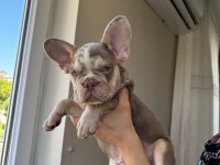 EGZOTİK YAVRU KÖPEKLER
