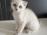 Scottish fold longhair yavrular