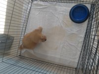 60 günlük maltipoo