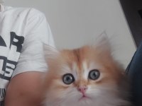 5 AYLIK VE ÇOK TATLI BRİTİSH