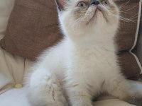 Safkan Exotic Shorthair Blue Point Dişi Kedimiz