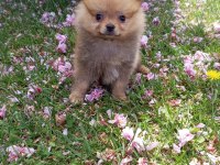 TEACUP POMERANİAN