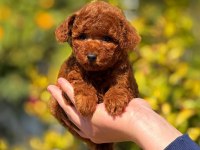 2.5 aylık üst kalite toy poodle dişi yavrumuz