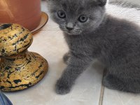 Scottish Fold ve British Shorthair Yavrularımız