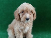 MALTIPOO YAVRULARIMIZ