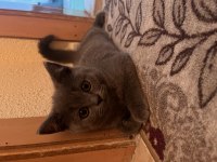 British shorthair yavru oyuncu