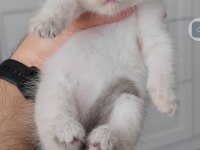British shorthair kedisi